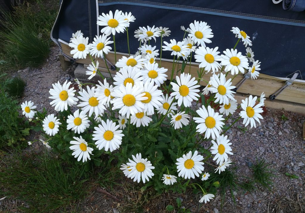 Glad midsommar – Blekinge släktforskarförening
